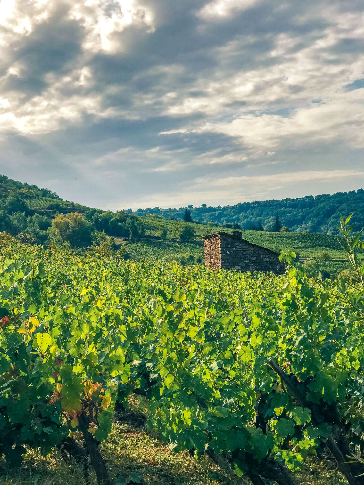 Vigne de Marcillac-vallon